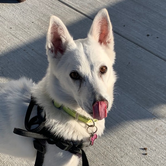mysallydog